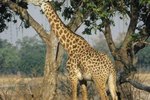 How Many Inches Is an Adult Giraffe's Tongue?