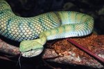 Can Snake Tongues Be Different Colors?