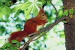 Species of Squirrels in Germany