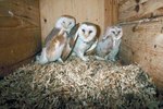 How to Build a Box for Barn Owls