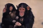 Why Do Monkeys Smell Their Bottoms?