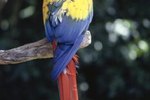 How to Make a Nesting Box for Blue & Gold Macaws