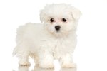 How to Groom Around the Eyes of a Maltese Puppy
