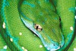 Emerald Tree Boa vs. Green Tree Python