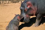 A Hippopotamus's Care of Its Babies