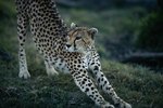 What Are the Functions of the Long Legs of a Cheetah?