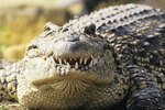 How Do the Florida Crocodiles Get Their Food?