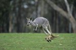 What Kind of Feet Do Kangaroos Have?