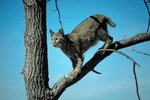 The Differences in Appearance Between Female and Male Bobcats