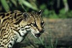 Are Ocelots an Endangered Species?