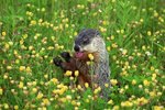 The Types of Groundhogs