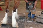 How to Groom a Clydesdale's Legs
