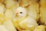 How to Maintain Humidity in a Chicken Incubator