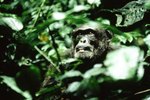 What Ecosystems Depend on Gorillas?