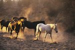 Health Effects of Dust in Horse Barns