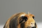 Do Guinea Pigs Have Tails?