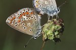 how-butterflies-reproduce