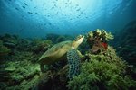 A List of Sea Turtles Endangered by Climate Change