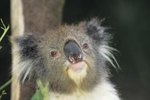 What Are Some Traits That Make a Koala Different From Other Mammals?