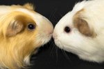 Guinea Pig Sounds and Body Language