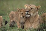 How Do Lions Care for Their Young?