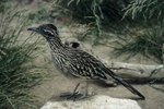 Adaptations of the Road Runner in the Desert