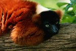 Animals in Madagascar Threatened by Deforestation