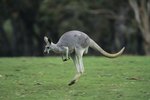 Do Kangaroos Have Sharp Teeth?