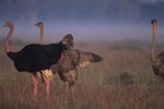 Mating Habits of Ostriches