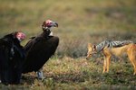 Are Vultures Dangerous?