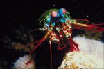 The Physical Characteristics of the Peacock Mantis Shrimp