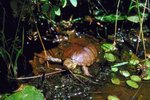 Ultimate Pet Turtle Habitat