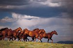 Places With the Largest Horse Populations