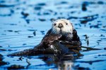 Why the Sea Otter Is in Danger to Become Extinct