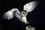 How to Attract Owls to a Nest