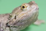 Which Types of Bearded Dragons Make the Best Pets?