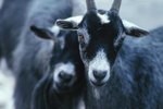 What Kinds of Goats Live in Greece?
