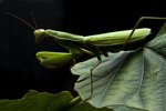 How Does a Praying Mantis Breathe?