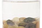 How to Treat Ammonia Poisoning in Aquarium Fish