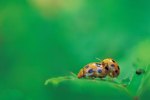 What Do Leaf Beetles Eat?
