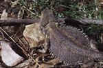 Signs & Symptoms of Pinworms in Bearded Dragons