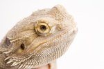 Is It Normal for Bearded Dragons to Have Their Eyes Bulging?