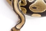 Pet Snake Habitats for a Ball Python