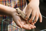 How to Take Care of a Side-Blotched Lizard