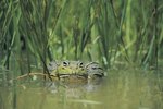 Facts About Bullfrogs