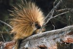 How Does a Porcupine Take Care of Its Young?