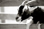 The Best Miniature Goat to Have As a Pet