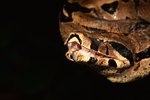 A Drooling Boa Constrictor