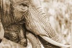 The Adaptations of Elephants for Survival