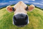 What Would Cause a Cow to Regurgitate Its Cud?